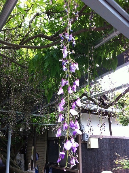 散り残った千年藤の花房がわずかに垂れ下がっている