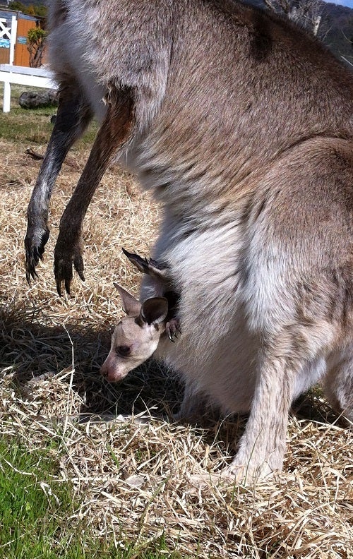 赤穂海浜公園 動物ふれあい村のカンガルーの親子 (2)