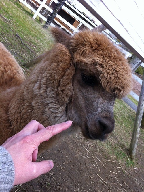 赤穂海浜公園 動物ふれあい村 アルパカ (2)