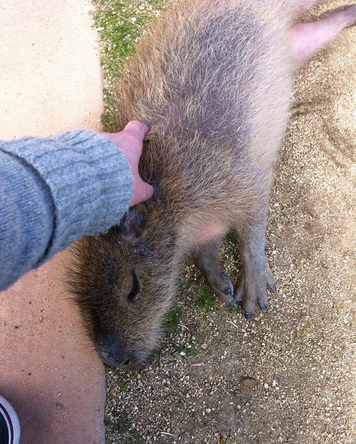 赤穂海浜公園 動物ふれあい村の人懐っこいカピバラ (2)