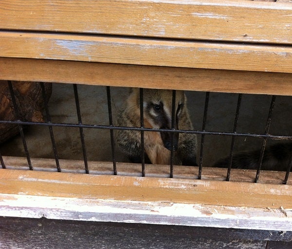 赤穂海浜公園 動物ふれあい村 ハナグマ