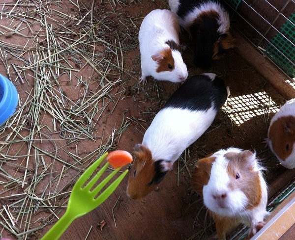 赤穂海浜公園 動物ふれあい村のハムスター (8)