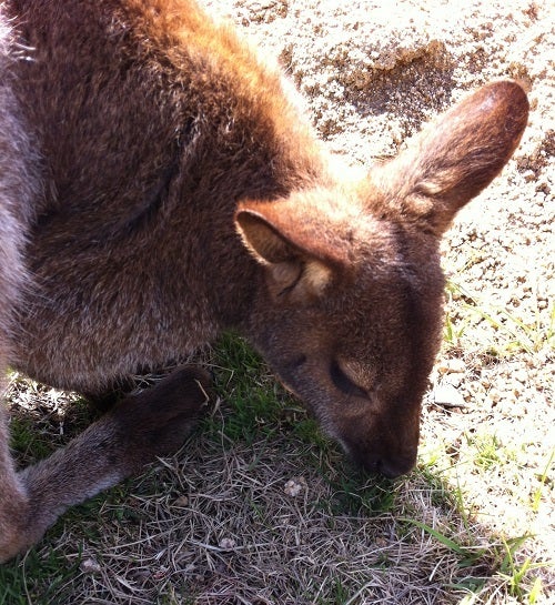 赤穂海浜公園 カンガルー(2)
