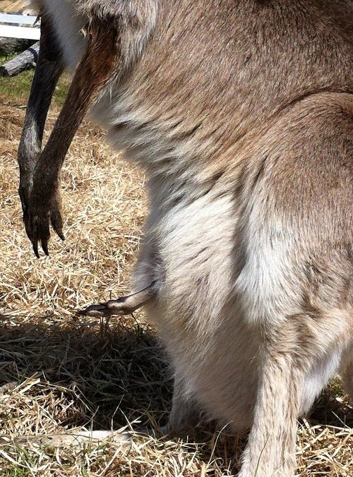 赤穂海浜公園 動物ふれあい村のカンガルーの親子 (3)