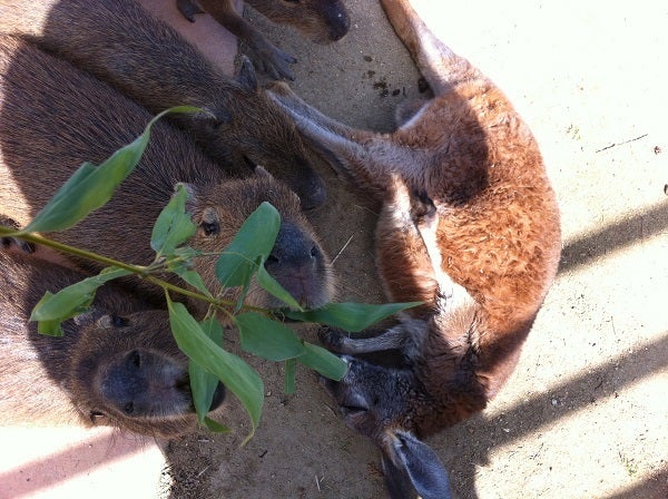 赤穂海浜公園 動物ふれあい村 カピバラに踏まれてるカンガルー