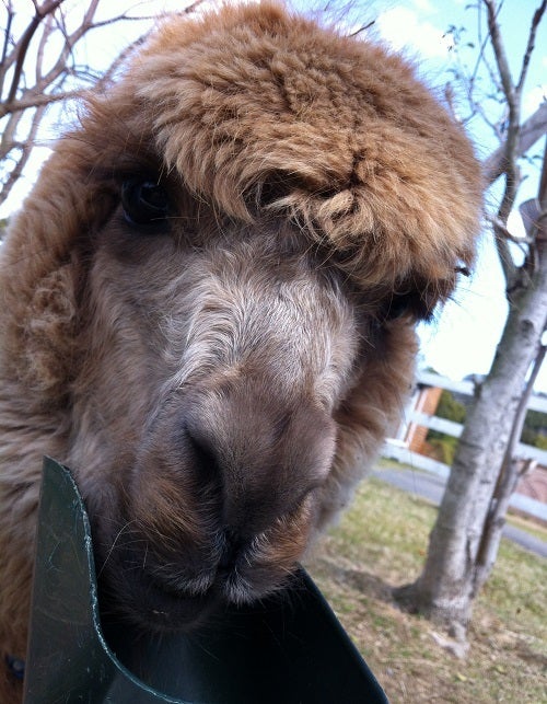 赤穂海浜公園 動物ふれあい村 アルパカ (1)