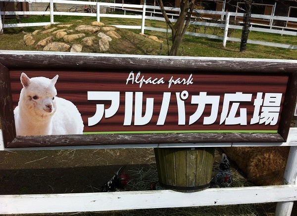 赤穂海浜公園 動物ふれあい村 アルパカ広場