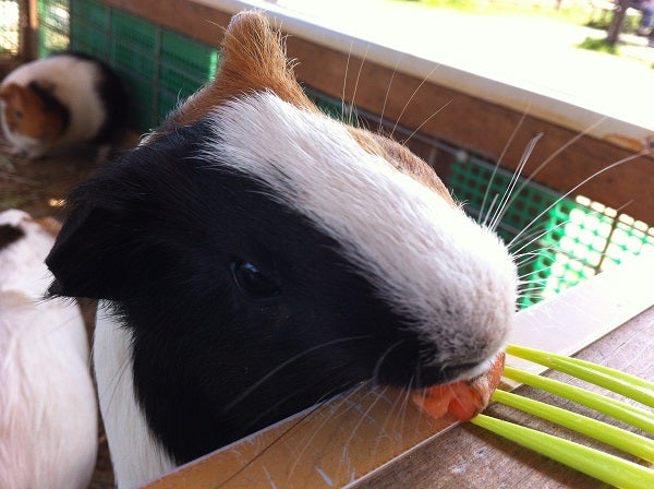 赤穂海浜公園 動物ふれあい村のハムスター (6)