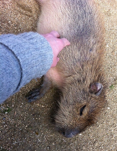 赤穂海浜公園 動物ふれあい村の人懐っこいカピバラ (4)