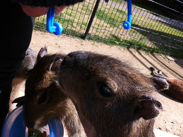 赤穂海浜公園 動物ふれあい村 カピバラ (15)