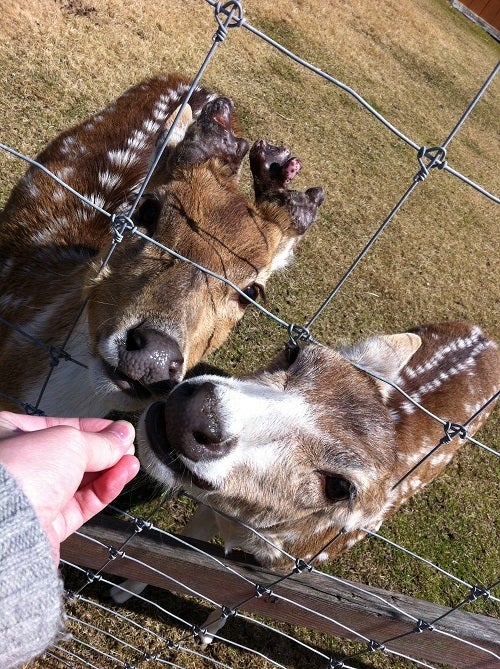 赤穂海浜公園 動物ふれあい村のシカにエサやり (2)