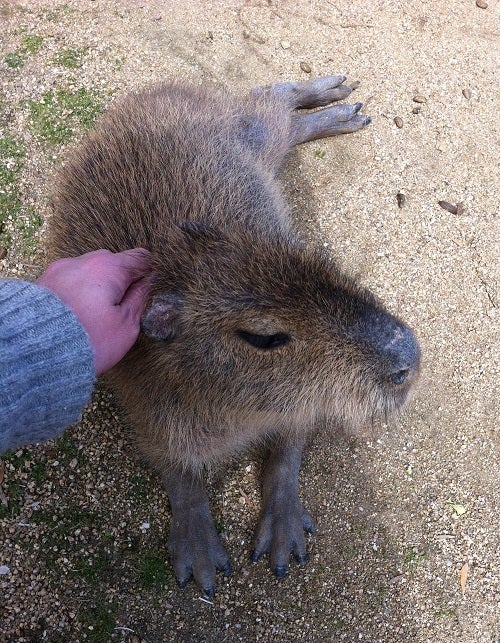 赤穂海浜公園 動物ふれあい村の人懐っこいカピバラ (3)