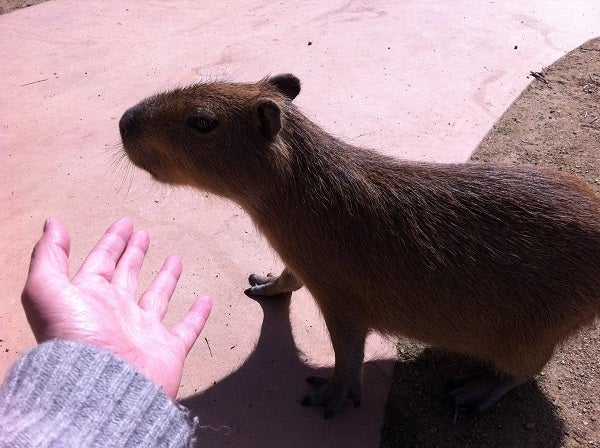 赤穂海浜公園 動物ふれあい村 カピバラ (12)