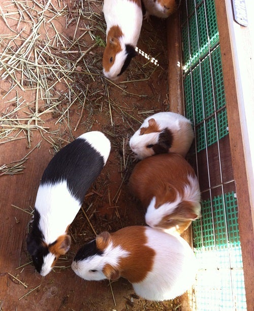 赤穂海浜公園 動物ふれあい村のハムスター (1)