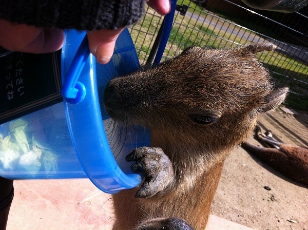 赤穂海浜公園 動物ふれあい村 カピバラ (16)