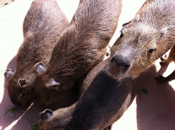 赤穂海浜公園 動物ふれあい村のカピバラの餌やり