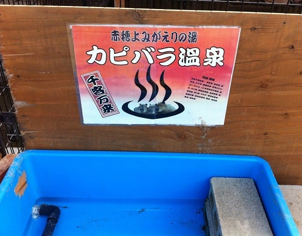 カピバラ温泉