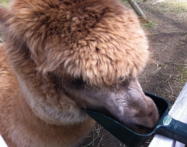 赤穂海浜公園 動物ふれあい村のアルパカにエサやり