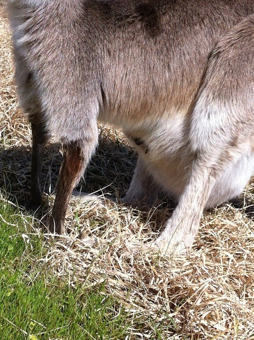 赤穂海浜公園 動物ふれあい村のカンガルーの親子 (1)
