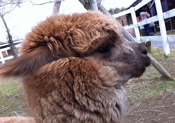 赤穂海浜公園 動物ふれあい村 アルパカ (3)