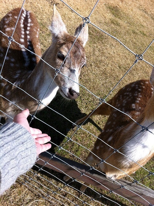 赤穂海浜公園 動物ふれあい村のシカにエサやり (1)
