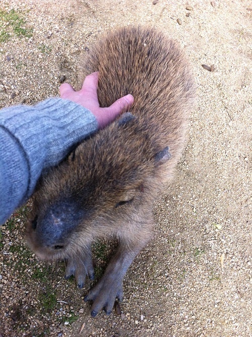 赤穂海浜公園 動物ふれあい村の人懐っこいカピバラ (5)