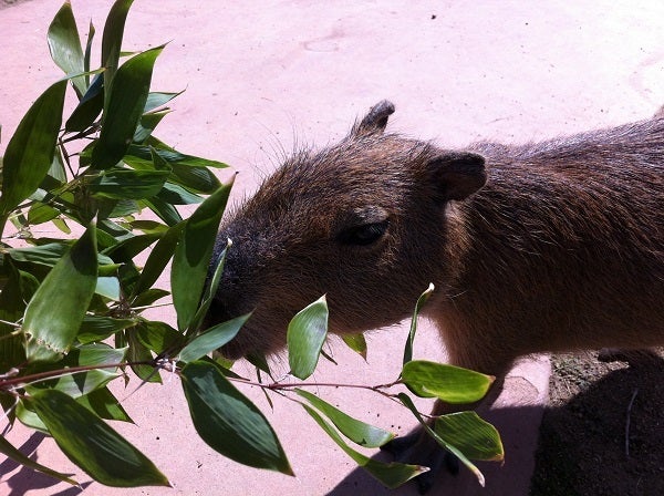 赤穂海浜公園 動物ふれあい村 餌に食いつくカピバラ