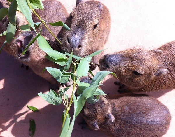 赤穂海浜公園 動物ふれあい村 カピバラ (3)