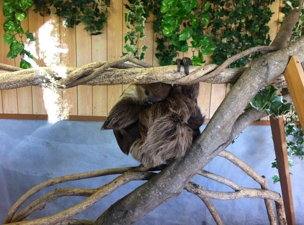 赤穂海浜公園 動物ふれあい村のナマケモノ