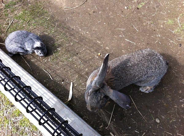 赤穂海浜公園 動物ふれあい村の大きなウサギ