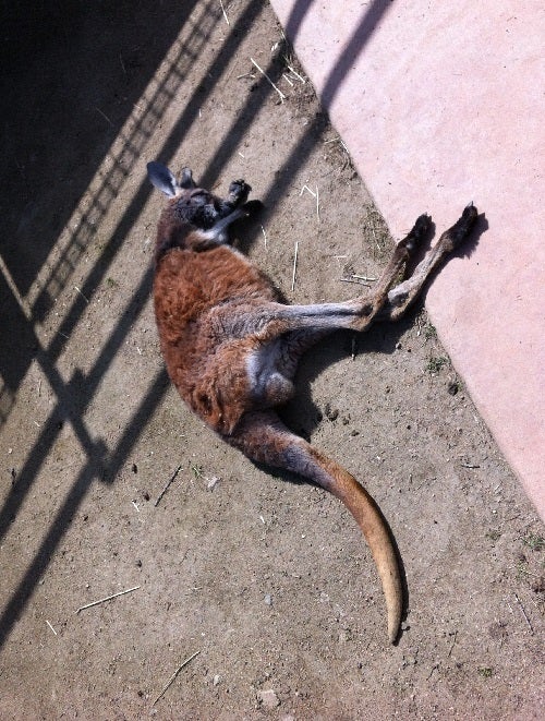 赤穂海浜公園 動物ふれあい村で眠るカンガルー