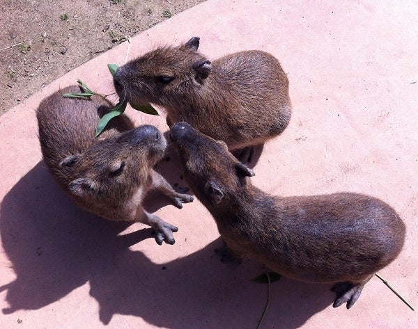 赤穂海浜公園 動物ふれあい村 カピバラ (4)