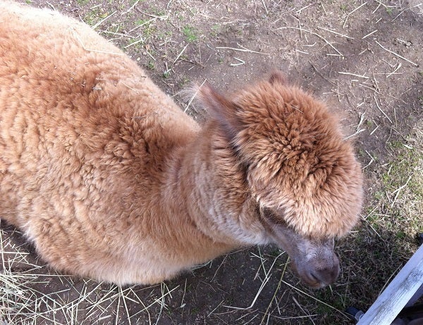 赤穂海浜公園 動物ふれあい村 アルパカ (4)