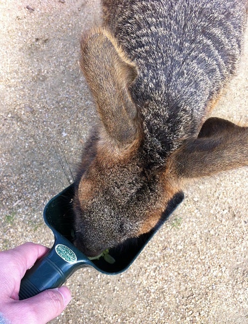 赤穂海浜公園 動物ふれあい村 餌を食べるマーラ