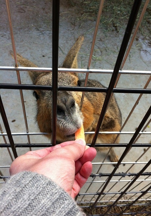 赤穂海浜公園 動物ふれあい村のマーラ (2)