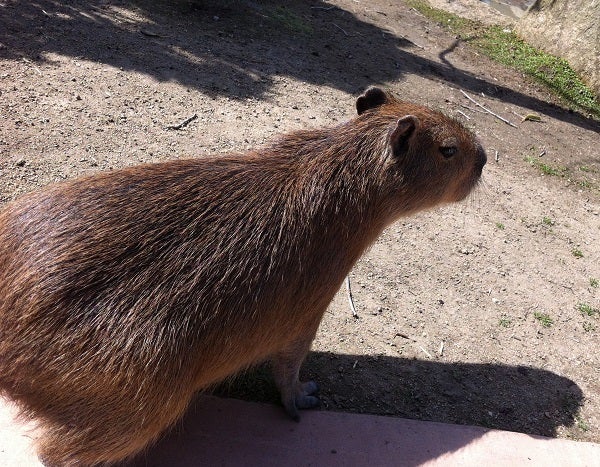 赤穂海浜公園 動物ふれあい村 カピバラ (1)