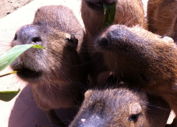 赤穂海浜公園 動物ふれあい村 カピバラ (11)