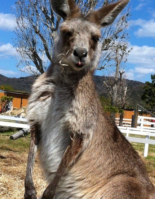 赤穂海浜公園 動物ふれあい村で草引っ付いたままのカンガルー