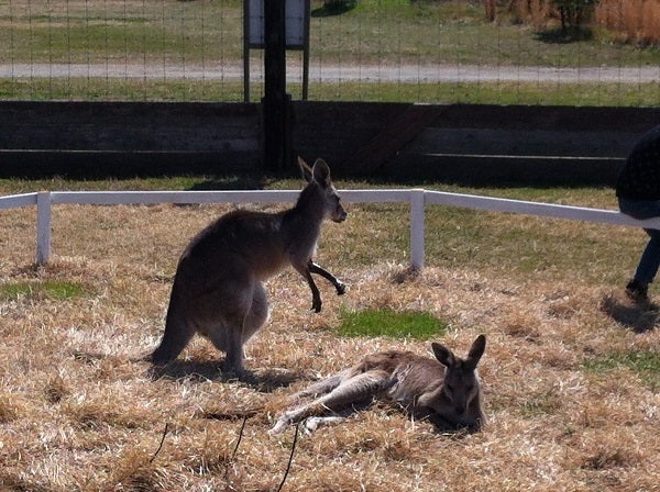 赤穂海浜公園 カンガルー