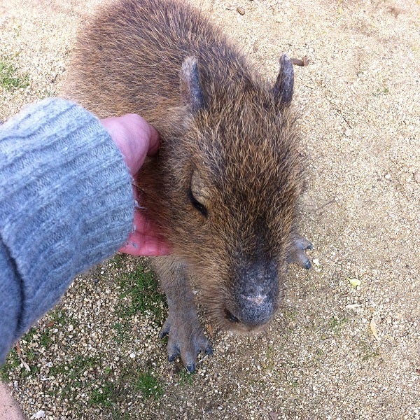 赤穂海浜公園 動物ふれあい村の人懐っこいカピバラ (1)