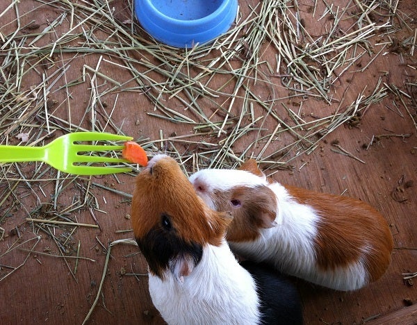 赤穂海浜公園 動物ふれあい村のハムスター (7)