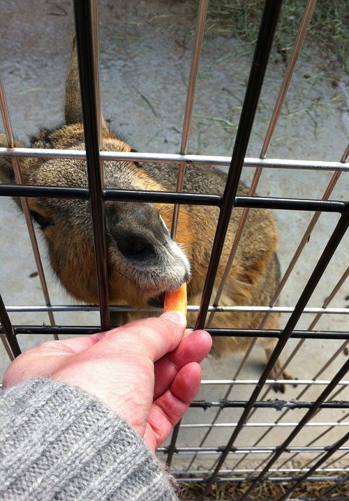 赤穂海浜公園 動物ふれあい村のマーラ (3)