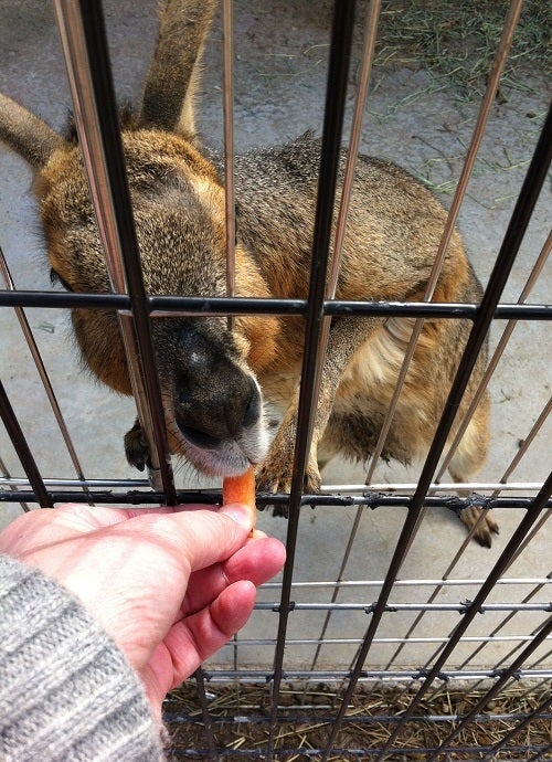 赤穂海浜公園 動物ふれあい村のマーラ (1)