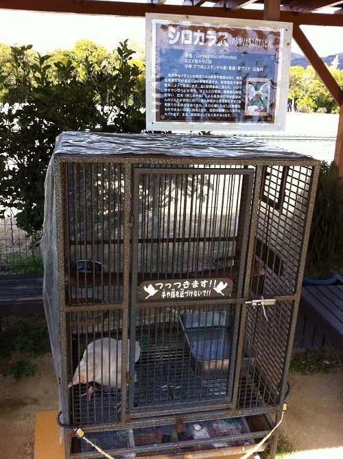 赤穂海浜公園 動物ふれあい村 シロガラス