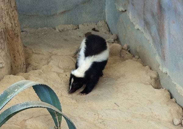 赤穂海浜公園 動物ふれあい村の人懐っこいスカンク