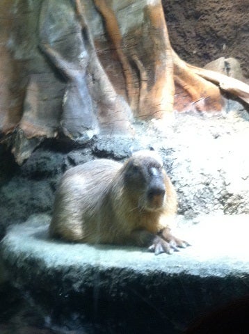 カミカミ大王の適当ブログ♪-海遊館 カピバラ (2)