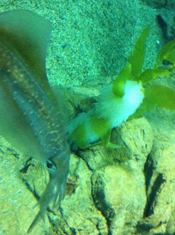 カミカミ大王の適当ブログ♪-海遊館 イカの卵?