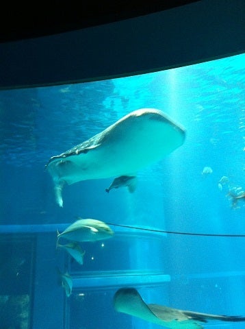 カミカミ大王の適当ブログ♪-海遊館 ジンベイザメ (1)