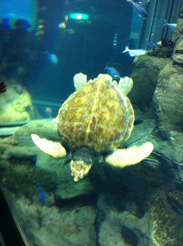カミカミ大王の適当ブログ♪-海遊館 海ガメ