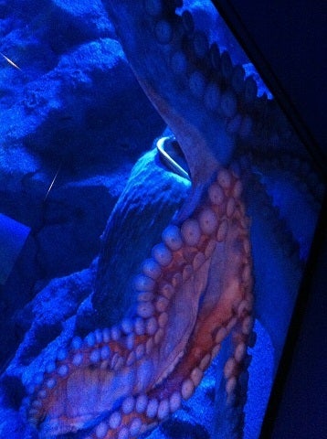 カミカミ大王の適当ブログ♪-海遊館 オオダコ (1)